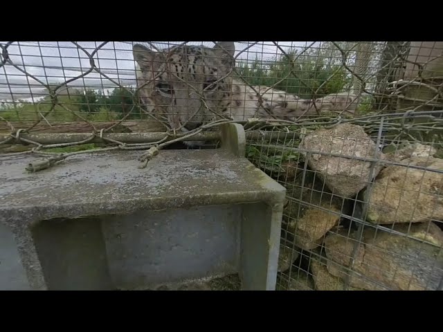 VR180 3D SNOW LEOPARD AT THE ZOO