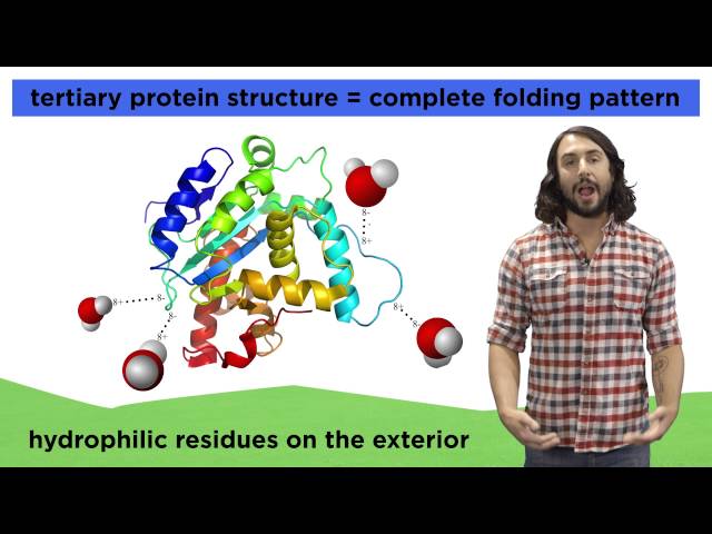 Protein Structure