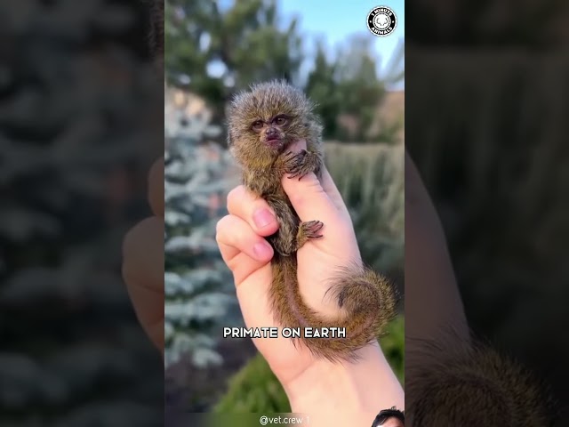 cute monkey #animals #pygmymarmoset #monkey #marmoset #wildlife #marmot #pets #nature #primates