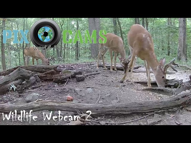 PixCams.com Wildlife Cam 2 Live Stream