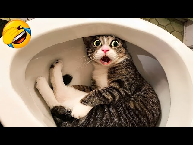 Laugh until you cry with these hilarious animals 😂