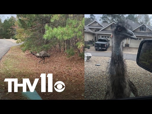 Loose emu spotted in Arkansas finally heading home