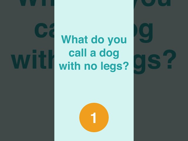 Trivia Quiz: What do you call a dog with no legs? | #funny #jokes #comedy