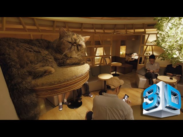 you're in a japanese cat cafe