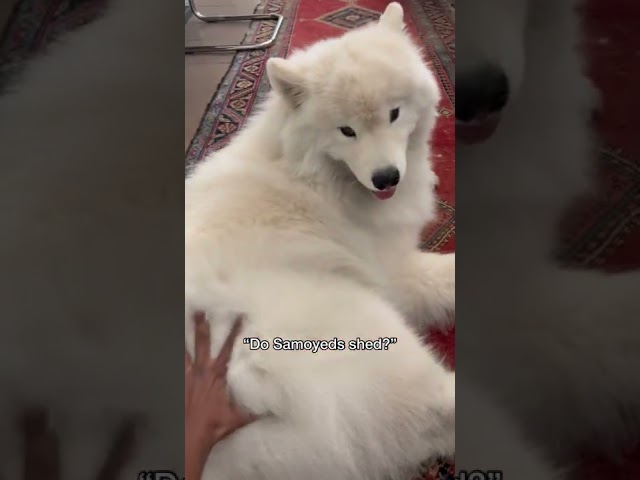 Do Samoyeds shed? #dog #fluffy #shorts #fluffydog