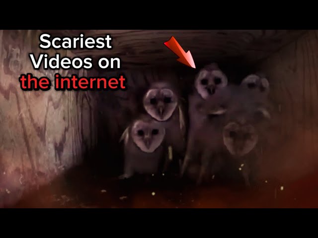 Scary Videos Caught on Camera!