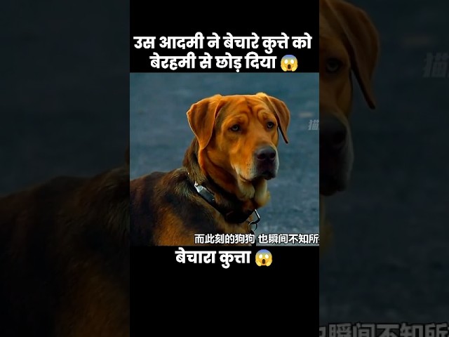 अपने कुत्तों के साथ ऐसा कभी ना करें 😱 | #short #dogs #cartoon #movie