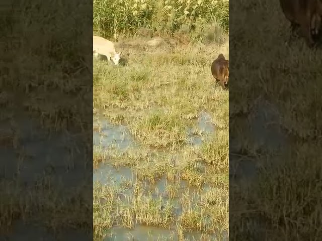 Feeding Cattle in Nature Beauty in the Grasslands