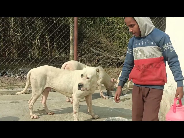 family DOGO ARGENTINO