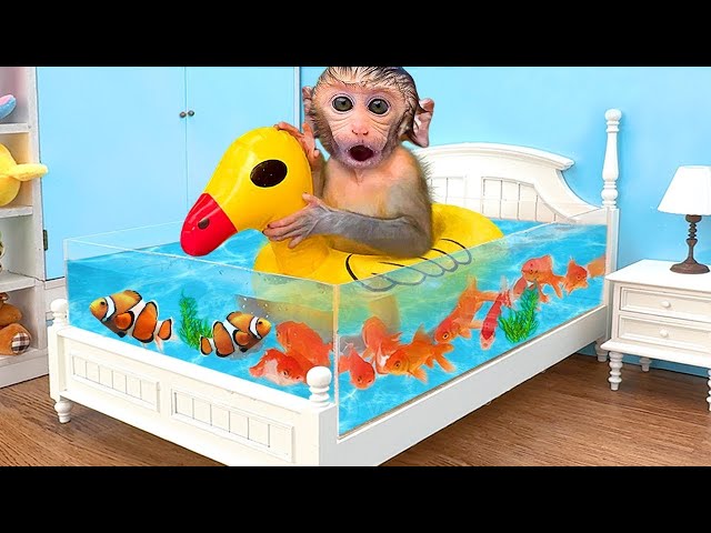 🔴LIVE - Monkey Baby Chu Chu Eat Fried Egg And Swimming With puppies and ducklings in the garden