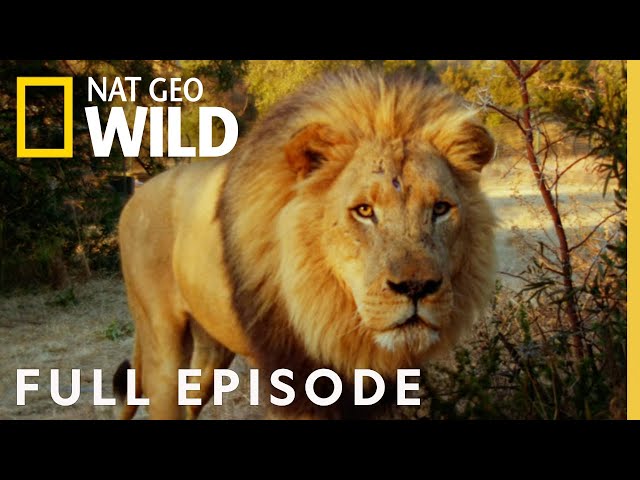 Man V. Lion | Full Episode