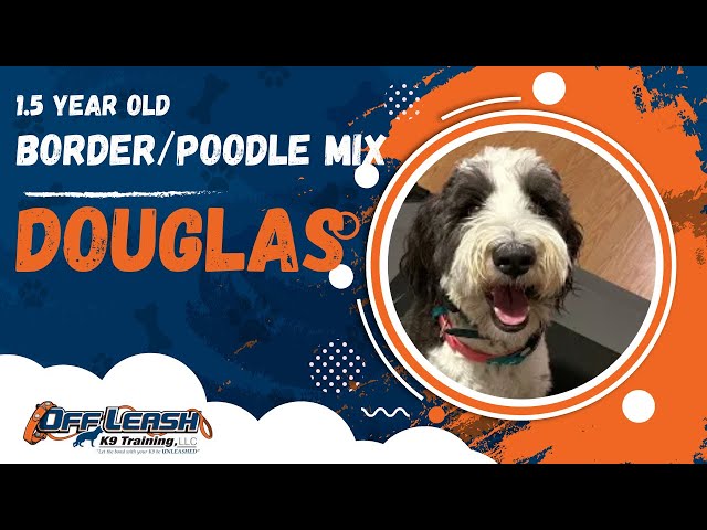 Douglas | 1.5 Year Old Border/Poodle Mix | Off Leash K9 Training, Georgia