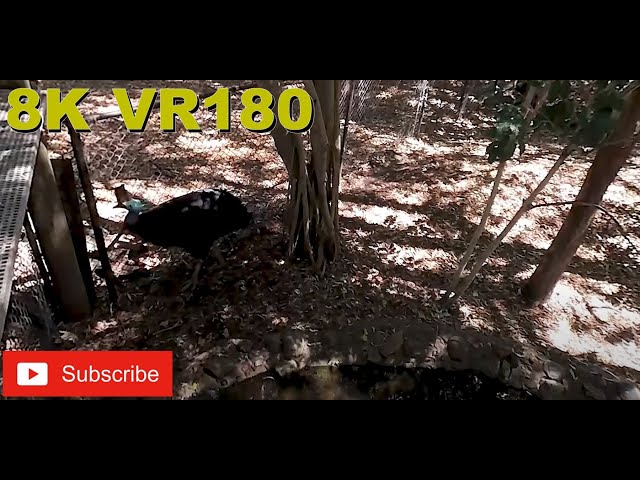 8K VR180 3D Cassowaries at Dreamworld large deadly flightless bird (Travel videos, ASMR/Music 4K/8K)