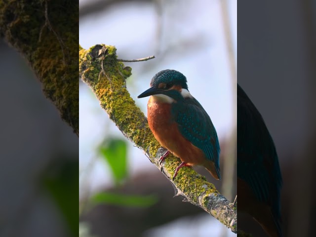 Ein Männlicher Eisvogel an der Altmühl