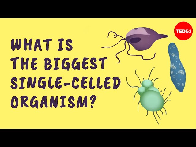 What is the biggest single-celled organism? - Murry Gans