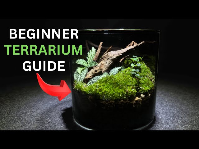 How To Make a Terrarium An In Depth Tutorial