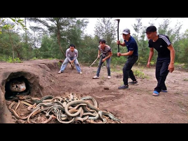 Catch 100 extremely poisonous black Gold Snakes With Bare Hands