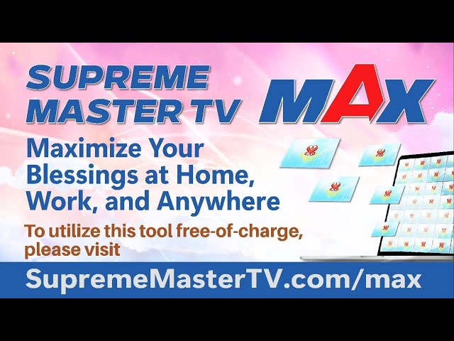 🔴 LIVE 24/7: SupremeMasterTV/max + 50X50 Screens of Light = SMTV Multi-Compound Blessings