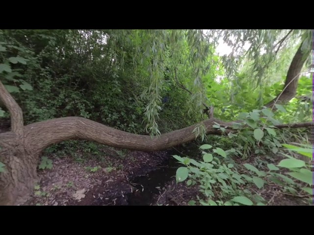 A Tree And A Little Stream On Your VR180 Holiday