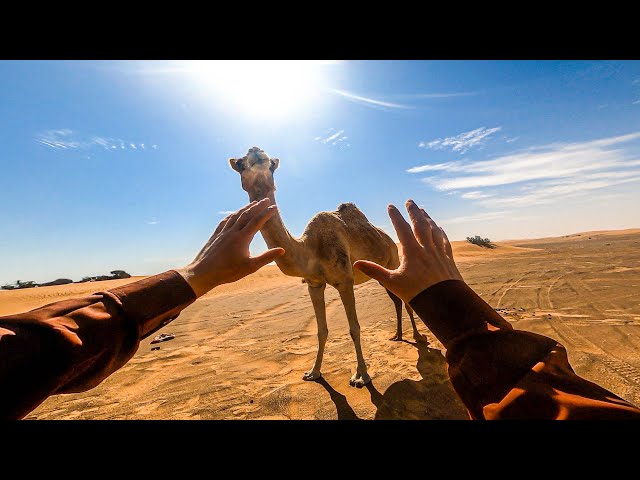 When a Camel Saves Your Life...