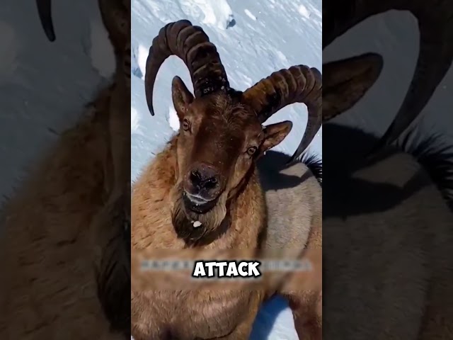 Golden Eagle vs Himalayan Ibex: A Predator’s Ruthless Hunt #shorts #viralvideo