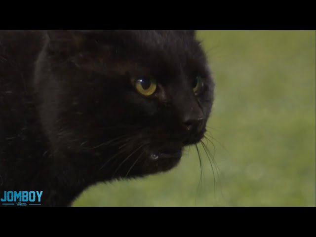 Black Cat runs onto the field during the Giants vs Cowboys game, a breakdown