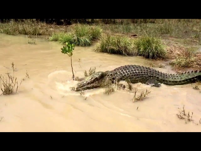 Saltwater Crocodile Attack!