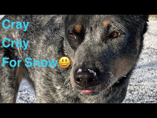 Sarge the Blue Heeler was cray cray for snow!😄