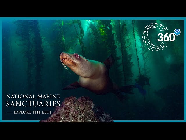 Explore the Blue: 360° Sea Lion Encounter