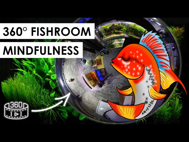 Drag Around This 360° Video to Explore My Fishroom