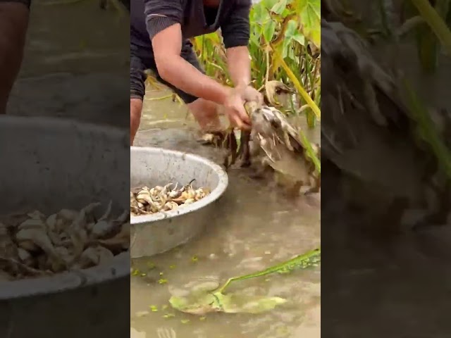 The process of picking arrowhead mushrooms