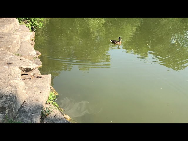 American Mink in Gompers Park Lagoon 2 (North Park, Chicago 2021)