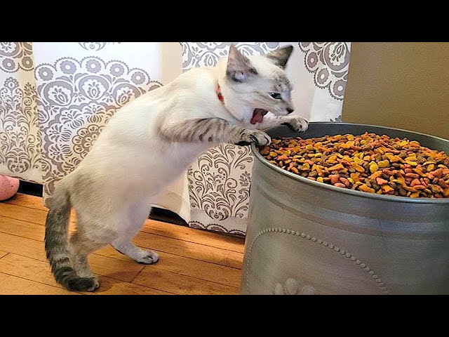 Funny animals - Funny cats and dogs - Funny animal videos 2022 🤣