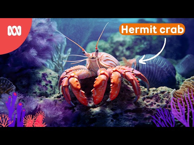 Hermit Crab tries a new shell | Reef School Stories