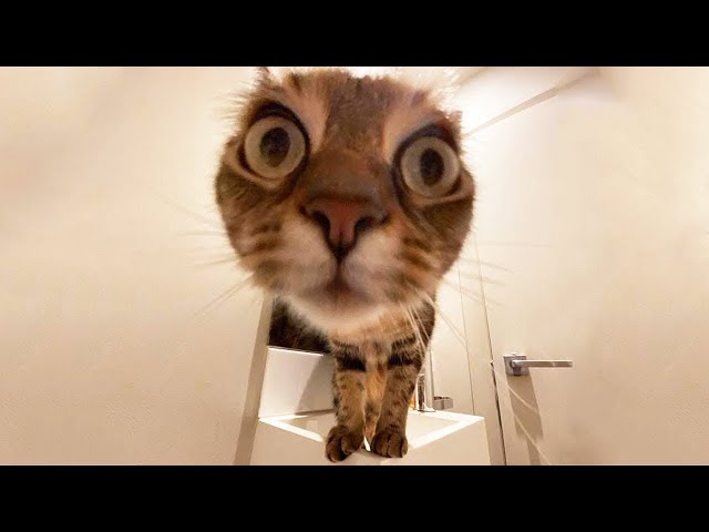 Funny animals - Funny cats and dogs - Funny animal videos 2022 🤣