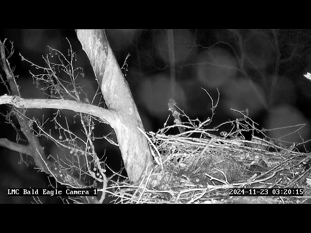 Little Miami Conservancy Bald Eagle Nest Live Camera #1