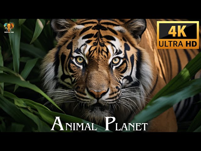 ANIMAL PLANET VIDEOS 4K ULTRA HD