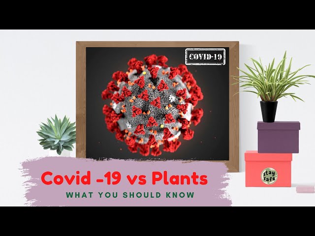 Covid-19 vs Indoor Plants - What should you know