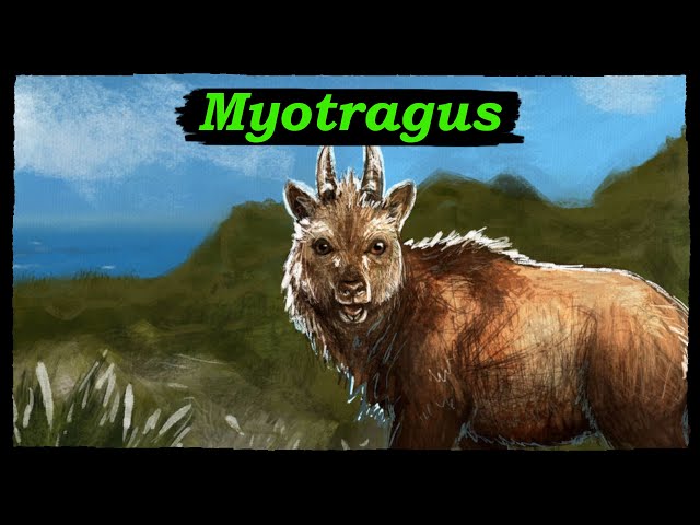 Myotragus: the Strange Dwarf Goats of the Mediterranean