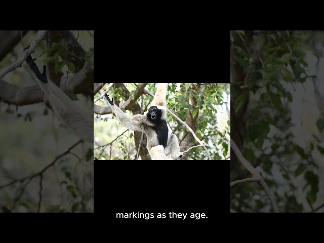 Fast FACTS About Colobus Monkey #facts #animalfacts #nature #animals