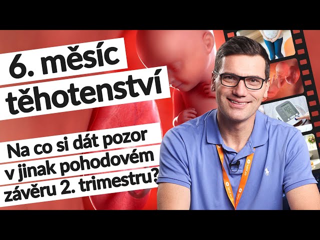 6. měsíc těhotenství (23.–⁠26. tt) | Těhotenství týden po týdnu| #tehotenstvi