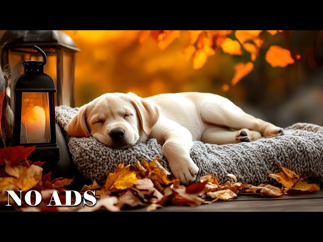 Music that makes dogs comfortable🐶💖Relaxing music that relieves stress, music that induces sleep🎵