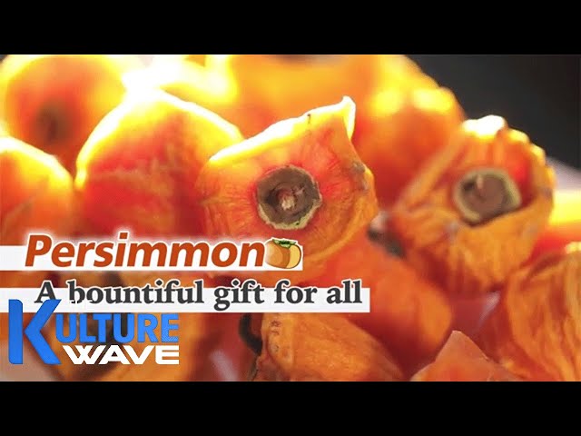 [Short-form] Persimmon: A Bountiful Gift for All