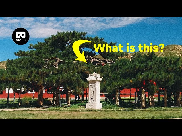 I saw the most fantastic pine trees in China(Trailer)