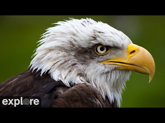 Decorah Eagles - North Nest - 4k powered by EXPLORE.org