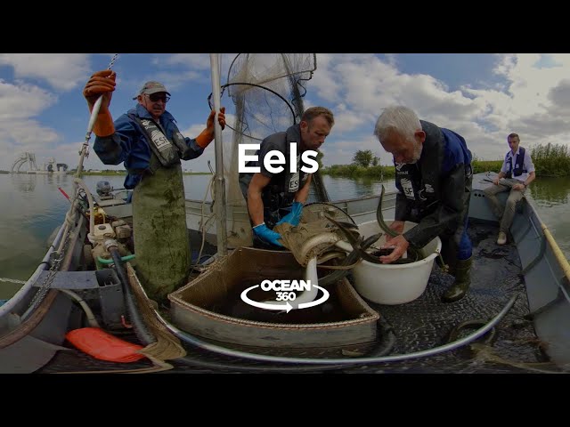 Europe's endangered eels: what's been done to save a miraculous creature