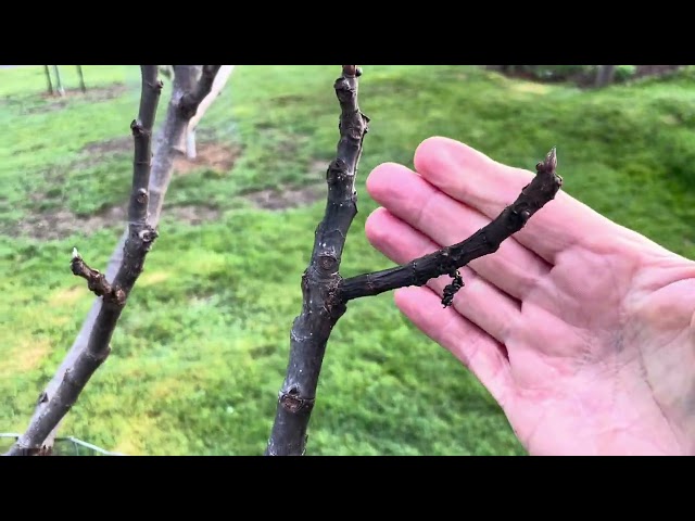 When is the BEST TIME to plant my fig tree in ground? Part 2/2