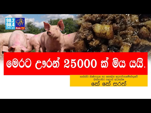 මෙරට ඌරන් 25000 ක් මිය යයි | SiyathaFM News