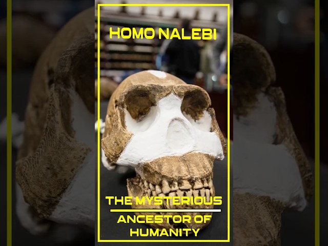 HOMO NALEDI : THE MYSTERIOUS ANCESTOR OF HUMANITY ! #shorts