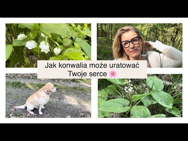 Naturalna strofantydyna, czyli opowieść o tym, jak konwalia i konwalijka ratują Twoje serce.🌸